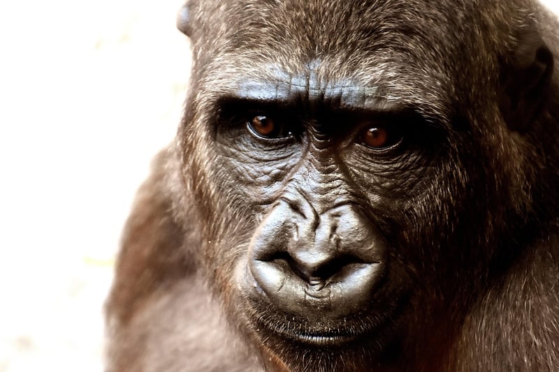 Mountain Gorilla in Congo Basin